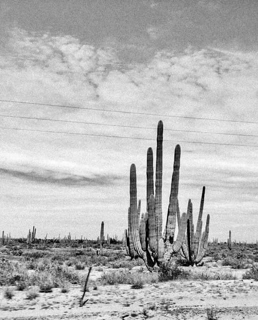 Hermanos Gutiérrez gallery photo 11