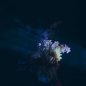 Single: Lush Rimbaugh (Thoreau Remix)