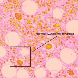 Single: Shotgun (Magdalena Bay Remix)