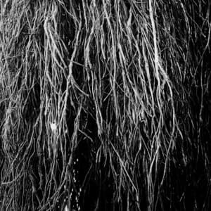 Album: Nocturnal Rainforest