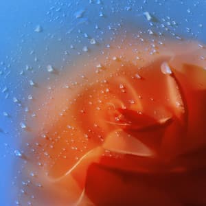 Single: Delphinium Blue