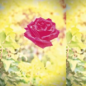 Album: TRIP