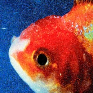 Album: Big Fish Theory