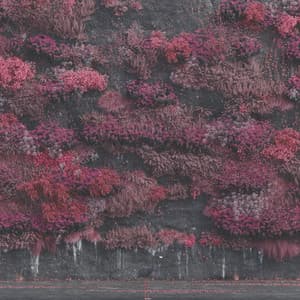 Album: Even In Arcadia