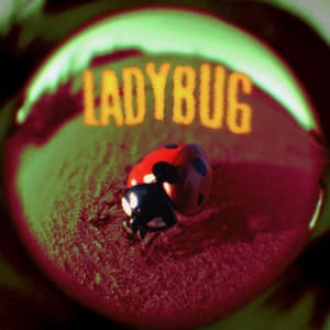 Album: Ladybug