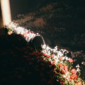 Album: Homecoming (Español)