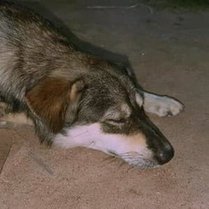 Single: sing me to sleep