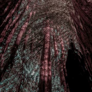 Single: Fractals